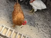 Chickens — 1-сурет
