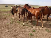 Cavallo, Cavalli — foto 3