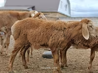 숫양, Arashan sheep — 사진 3