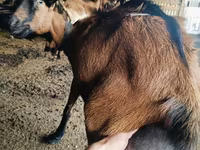 ஆண் வெள்ளாடு, Alpine goat — புகைப்படம் 3