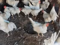 Chickens — φωτογραφία 1