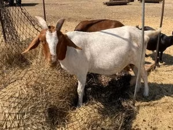 Ziege, Boer goat