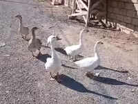 Geese — الصورة 1