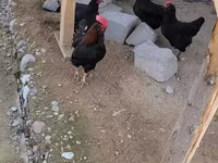 Chickens — foto 2