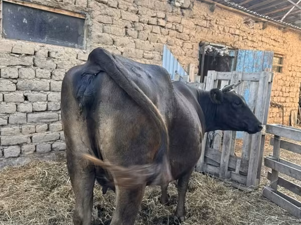 วัวตัวเมีย, Swiss cattle