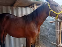 Cal, Friesian sport horse — foto 3
