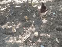 Chickens — عکس 1