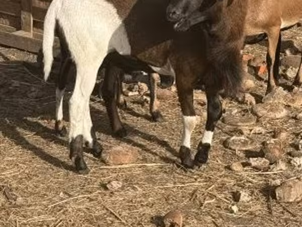 Beran, Cameroon sheep