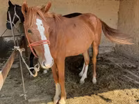 Faras dhaddig, Horses — sawirka 1