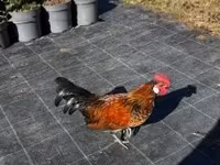 Japanisches Bantam — Foto 1