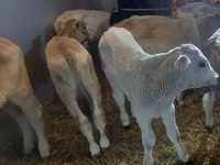 황소, Simmental cattle — 사진 2
