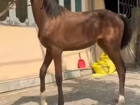 اسب (گروه، جنسیت مشخص نشده), Kyrgyz Horse — عکس 2