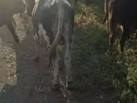 Bou, Bovine — foto 4