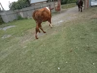 Krava, Simmental cattle — fotografija 4