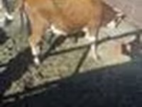 گاو ماده, آبرادین-آنگوس — عکس 4