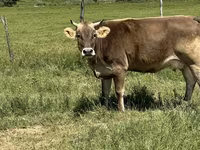 雌牛, Swiss cattle — 写真 1