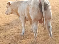 Tyre, Charolais cattle — foto 2