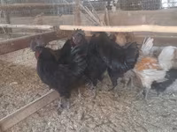 Chickens — foto 1