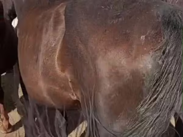 Jument, Chevaux