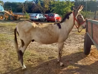 Hingst, Heste — foto 8