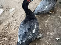 domácí kachna pižmová — foto 4