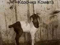 Kozel, Kamori goats — foto 3