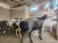 Ovce, Arashan sheep — foto 5