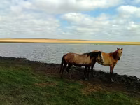 Faras dhaddig, Horses — sawirka 5