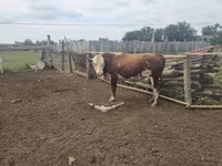 Tyre, Simmental cattle — foto 5