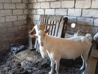 Kozel, Saanen goat — foto 1