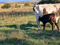Kuh, Simmental cattle — Foto 1