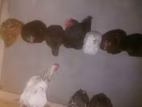 Chickens — Foto 2