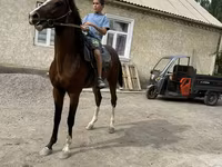 Hengst, Anglo-Arabian — Foto 3