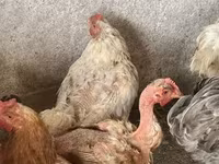 Brahma — Foto 2
