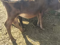 Mucca, Simmental cattle — foto 3
