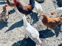 Chickens — 1 зураг