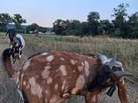 Bok, Nubian Goat — foto 3