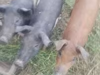 Babi hutan, Дюрок — foto 1