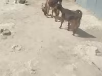 Kambing (lot, jantina tidak dinyatakan), Goats — foto 1