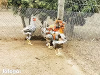 Chickens — รูปภาพ 3