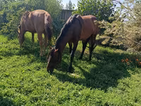Hingst, Arabian horse — foto 1