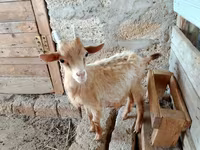 Ziege, Alpine goat — Foto 3