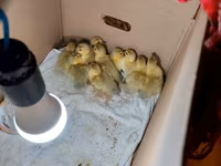 Ducks — photo 2