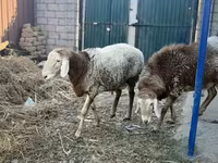 مینڈھا, Rhon sheep — تصویر 4