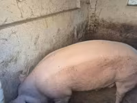 Scrofa, Крупная белая — foto 1
