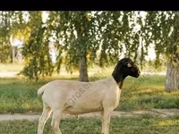 แกะตัวผู้, Edilbay sheep — รูปภาพ 6