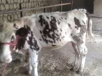 วัวตัวเมีย, Simmental cattle — รูปภาพ 4