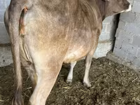 Ko, Swiss cattle — foto 2
