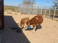 Krava, Latvian Blue cattle — foto 2