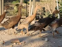 Ducks — Foto 1